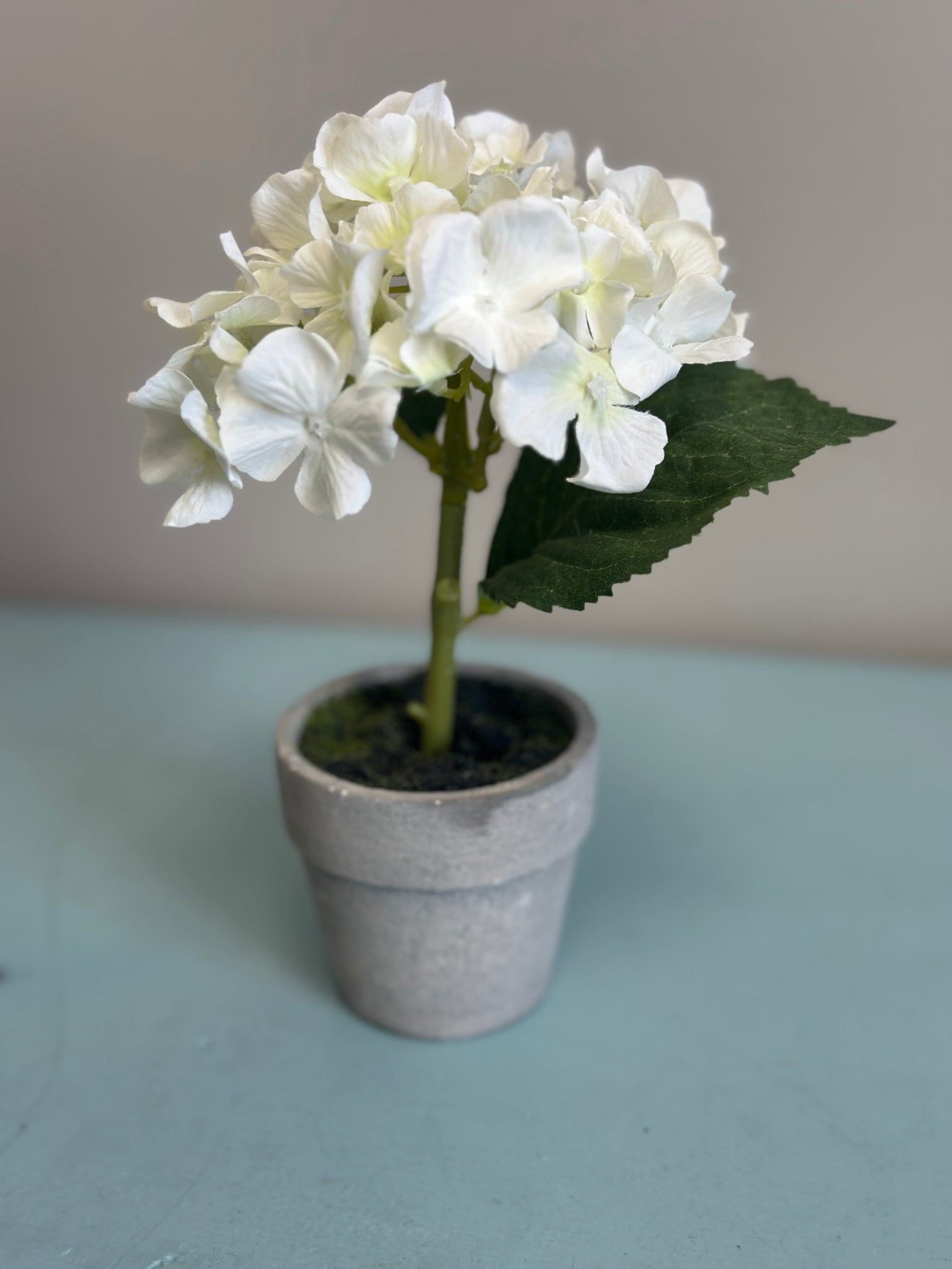 Small White Potted Hydrangea